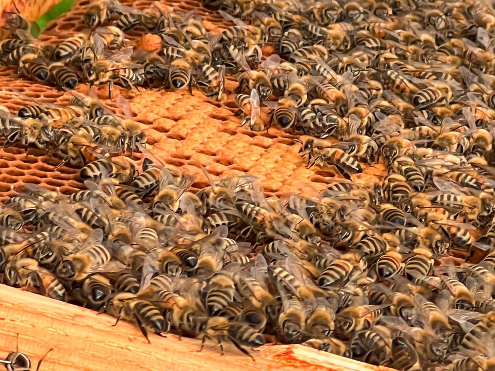 Exkursion Honigbienen in der Stadt
