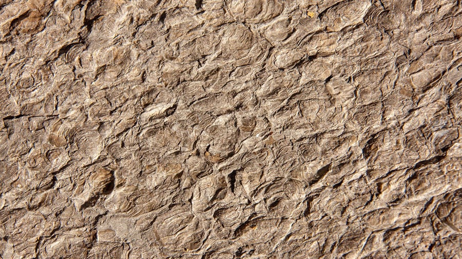 Exkursion Ölschiefer Foto 6