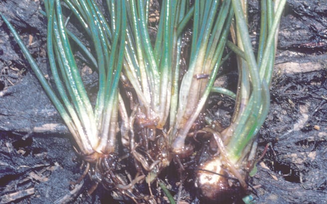 11.000 Jahre Vegetationsentwicklung in der südlichen Lüneburger Heide. Beitrag zur spät-/nacheiszeitlichen Geschichte der Isoëtes-Arten.