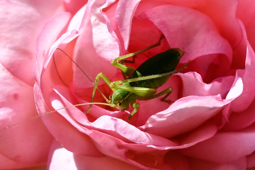 Vortrag Geigenspiel und Waschbrettpercussion – Hannovers Heuschreckenfauna