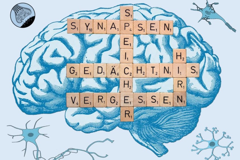 Vortrag Der geniale Speicher im Kopf – unser Gedächtnis